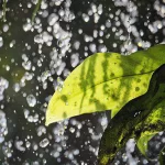 rains12121